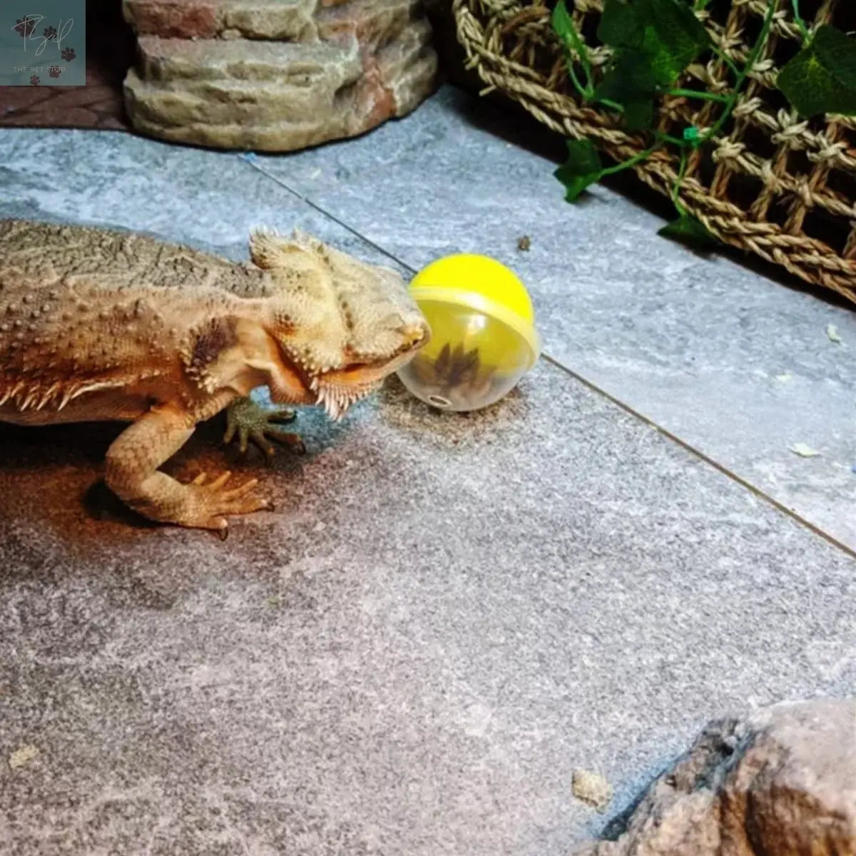 Vehomy 6Pcs Lizard Bearded Dragon Feeding Toys Ball Vehomy