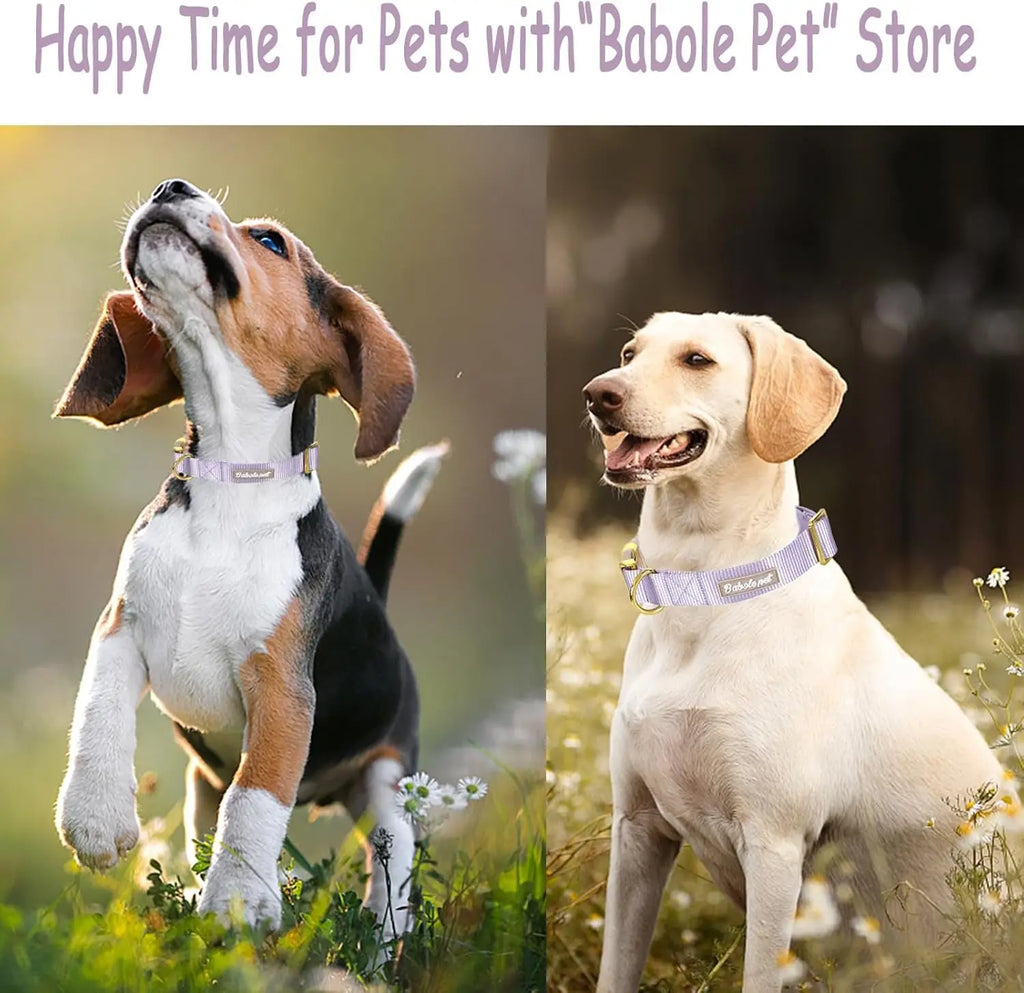 Adjustable Lavender Nylon Dog Collar with Safety Metal Buckle for Small to Large Dogs Babole Pet