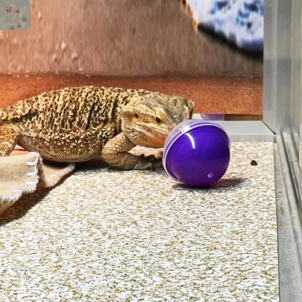 Vehomy 6Pcs Lizard Bearded Dragon Feeding Toys Ball Vehomy