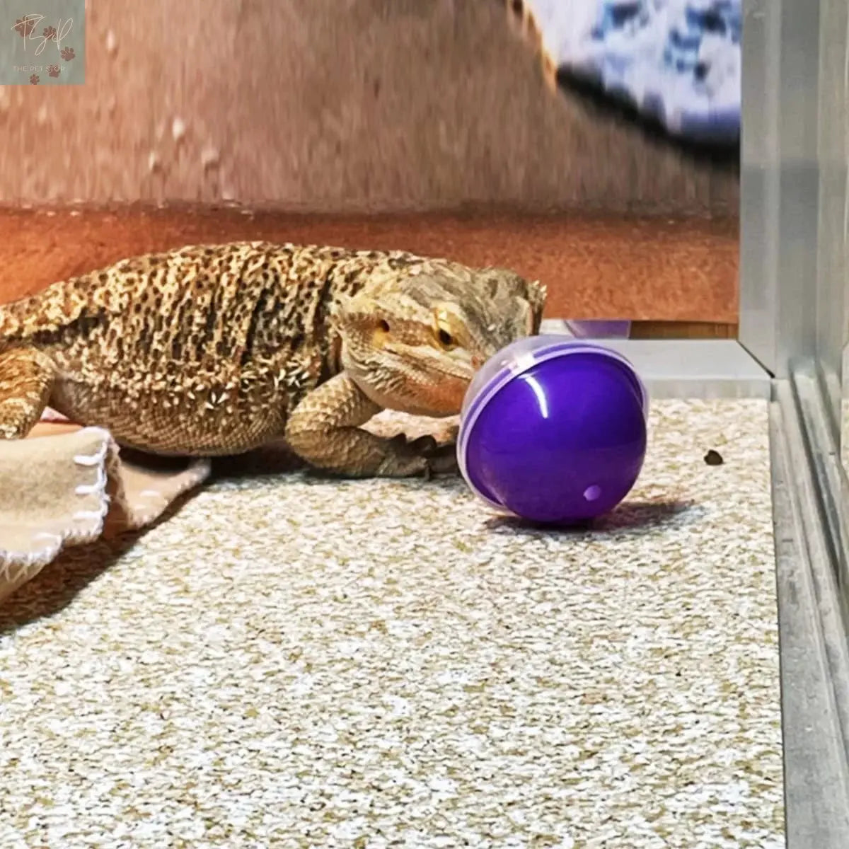 Vehomy 6Pcs Lizard Bearded Dragon Feeding Toys Ball Vehomy