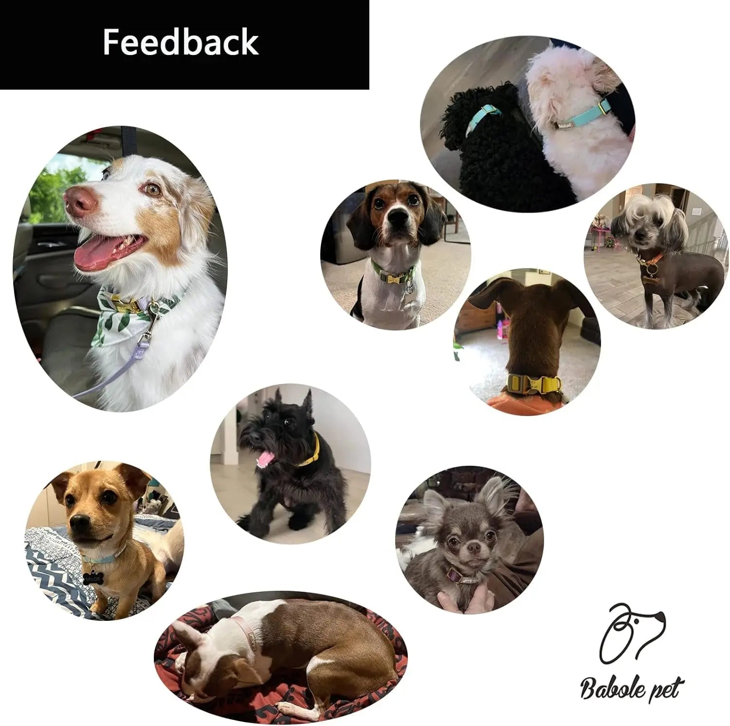 Adjustable Lavender Nylon Dog Collar with Safety Metal Buckle for Small to Large Dogs Babole Pet