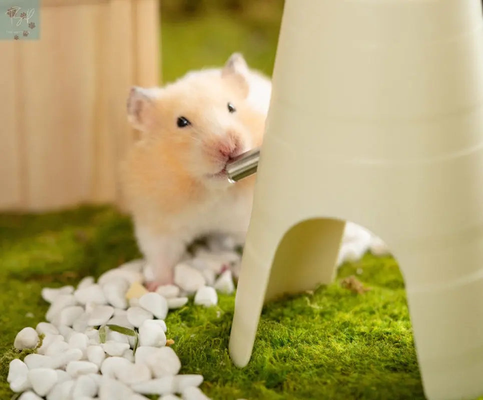 Hamster Water Bottle Drinker Automatic Feeder The Pet Stop