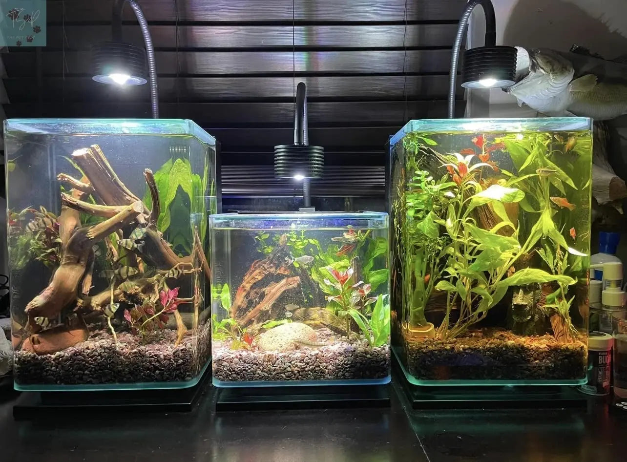 Lominie 6500K LED Aquarium Light for Planted Tanks with Remote Control and Gooseneck, Ideal for Freshwater Fish Tanks and Refugiums (A20 Freshwater) KOTO