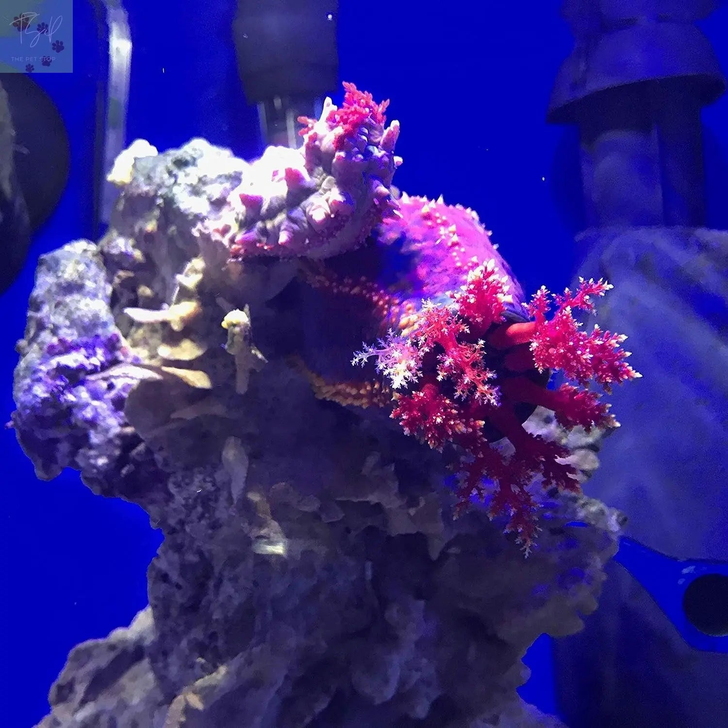 Seachem Prime Freshwater and Saltwater Conditioner - Chemical Remover and Detoxifier, 250 mL Seachem Laboratories, Inc.