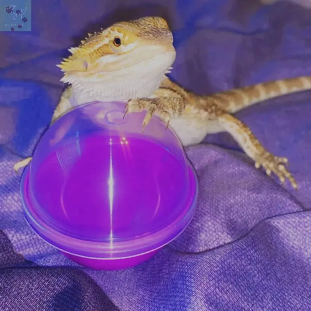 Vehomy 6Pcs Lizard Bearded Dragon Feeding Toys Ball Vehomy