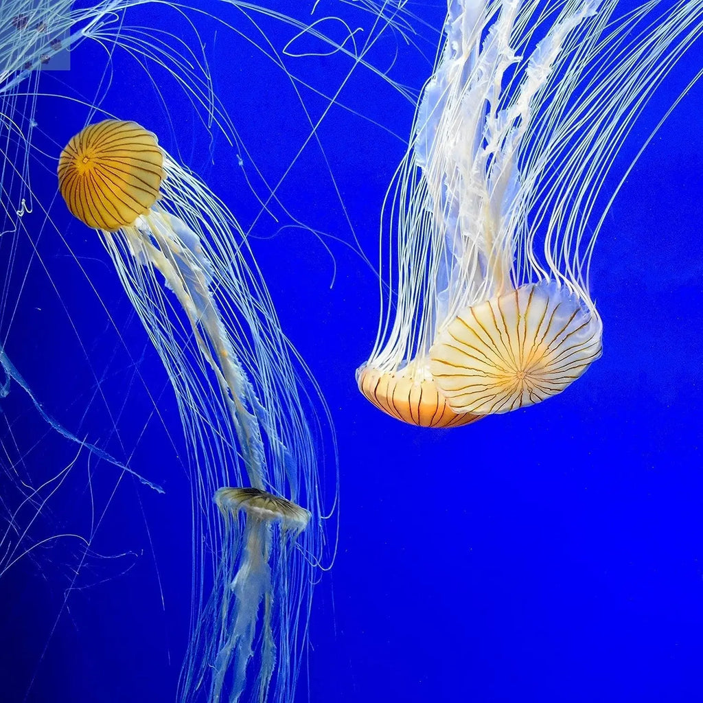 Seachem Prime Freshwater and Saltwater Conditioner - Chemical Remover and Detoxifier, 250 mL Seachem Laboratories, Inc.