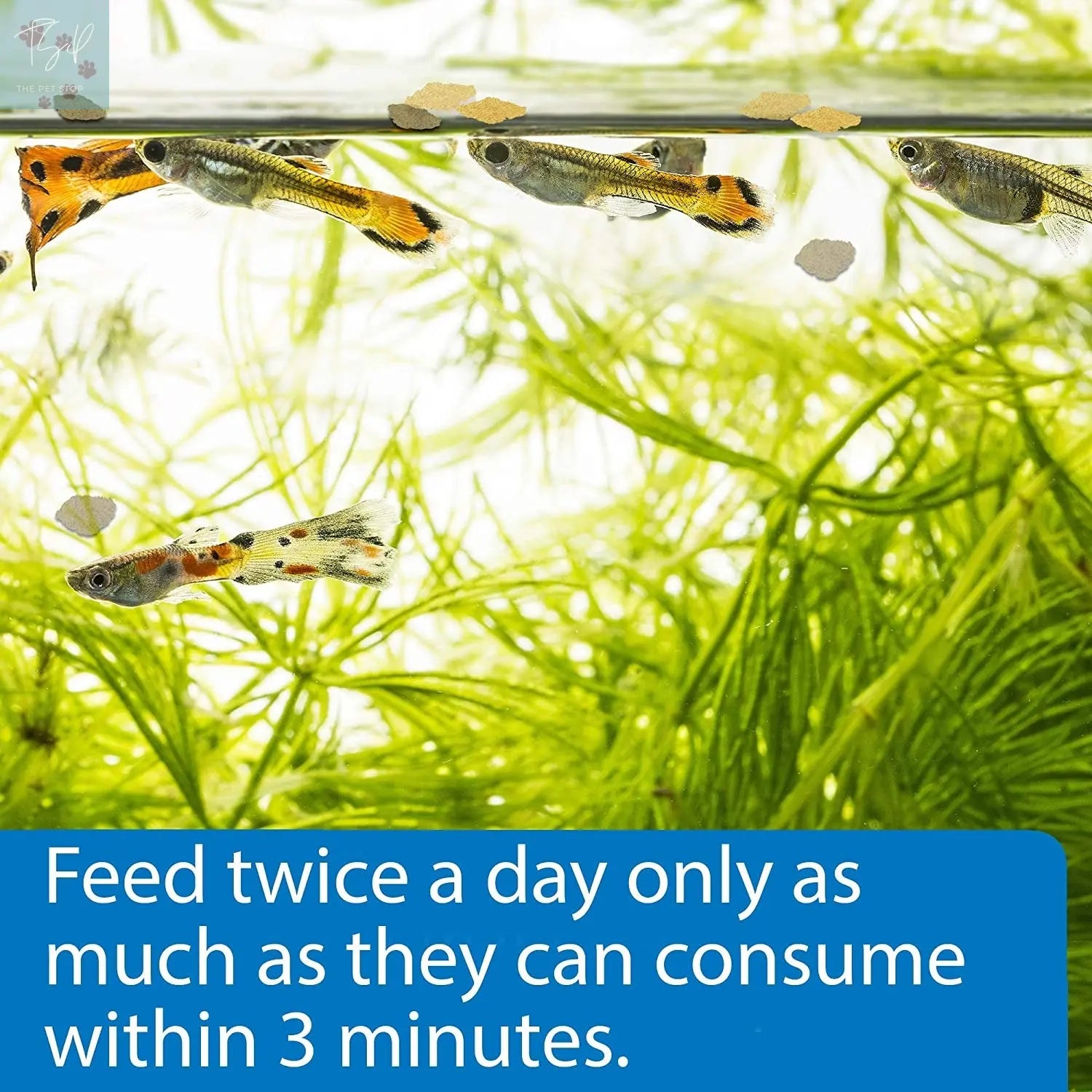 API Tropical Greens Flakes Fish Food for Tropical Fish, 2.1-Ounce Container Mars Fishcare