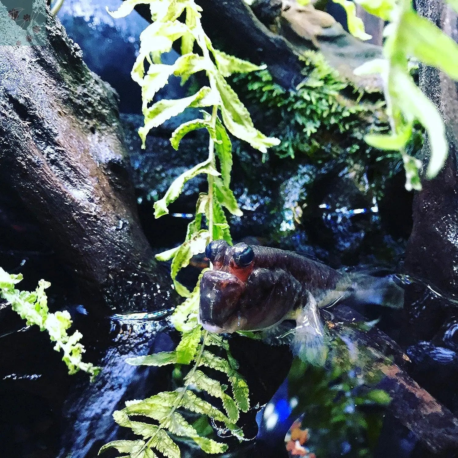 Seachem Prime Freshwater and Saltwater Conditioner - Chemical Remover and Detoxifier, 250 mL Seachem Laboratories, Inc.