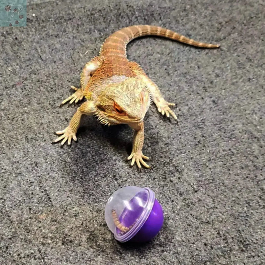 Vehomy 6Pcs Lizard Bearded Dragon Feeding Toys Ball Vehomy