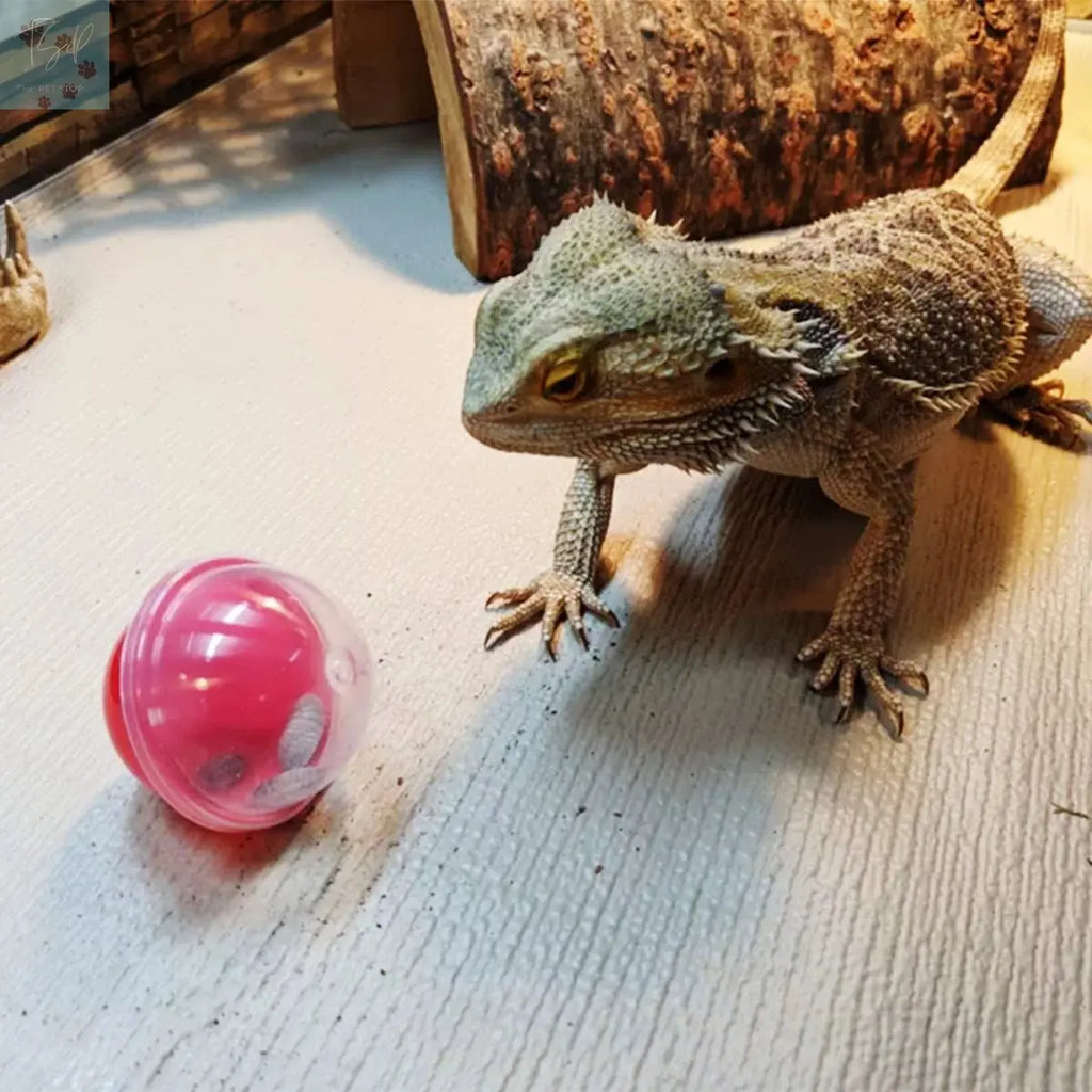 Vehomy 6Pcs Lizard Bearded Dragon Feeding Toys Ball Vehomy